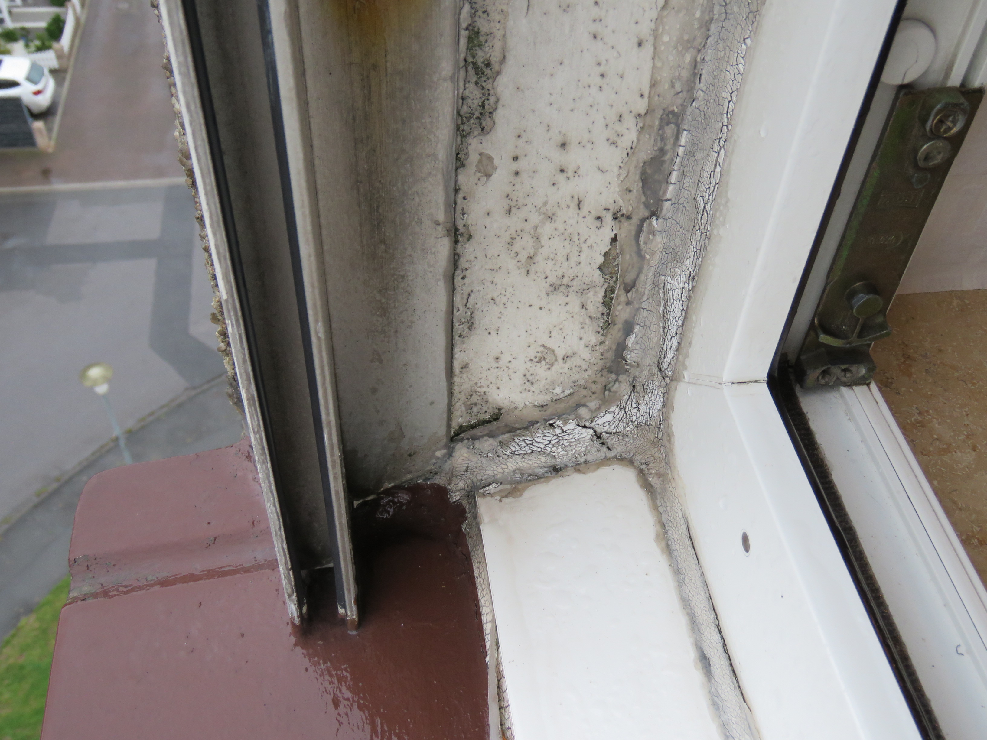 Schimmelbefall Bild 2